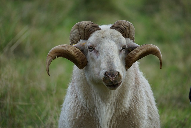 Capricorn and Pisces Compatibility: Love, Sex & Long-Term Potential