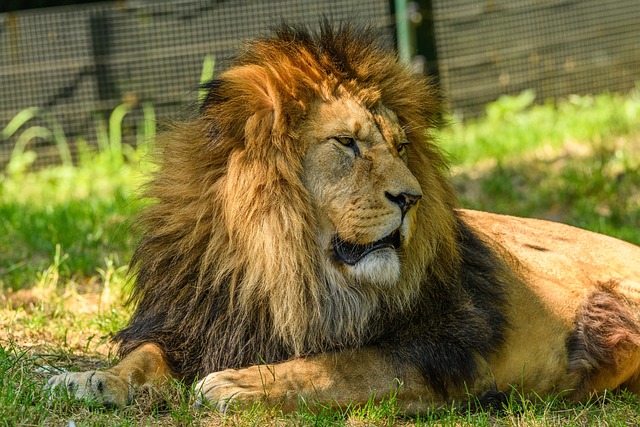 Leo and Sagittarius Compatibility: Love, Sex & Long-Term Potential