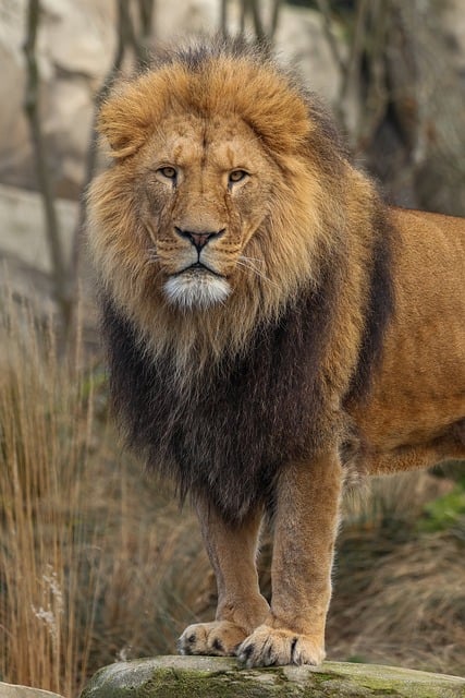 Dark Side of Leo: Weaknesses You Should Know
